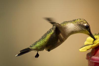 winglet of the fairy humming-bird