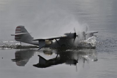 Ross's Catalina, 0T8A9023 (2).JPG