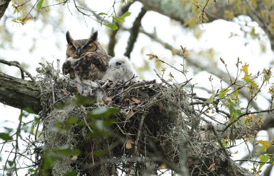 Great Horned Owl