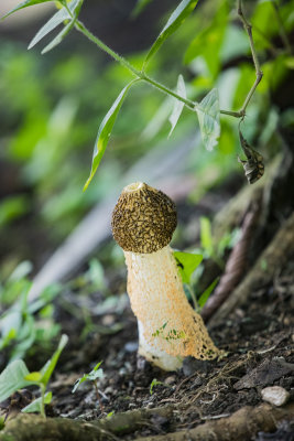 Bridal veil mushroom (Phallus indusiatus) 