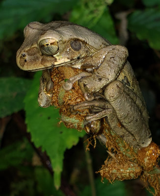 Tawny Treefrog sm.jpg