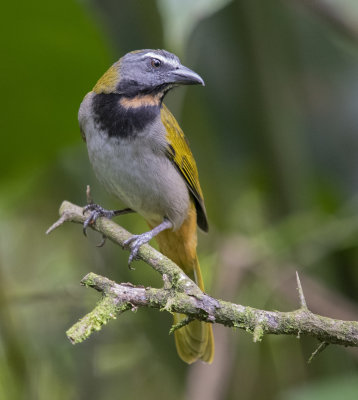 Buff-throated Saltator Saltator maximus