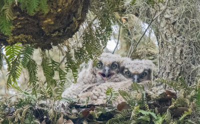 Owlets 