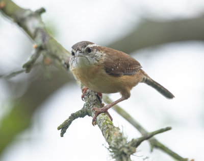 Carolina Wren