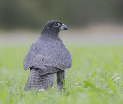 Earthquest Birds Of Prey