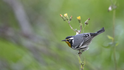 Yellow throated-Warbler