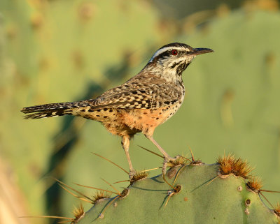 Cactus Wren 