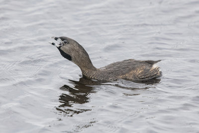 pied billed grebe calling