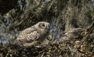 Owlets in the Sun