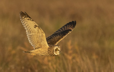 Short eared Owl 