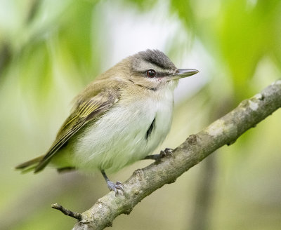 Red-eyed Vireo