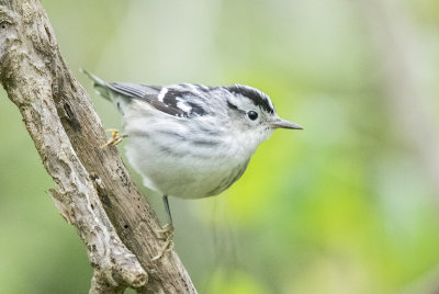 Black-and-white Warbler