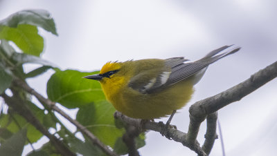 Blue-winged Warbler