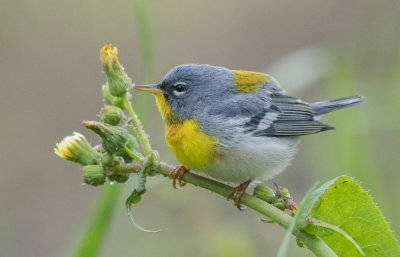 Northern Parula 