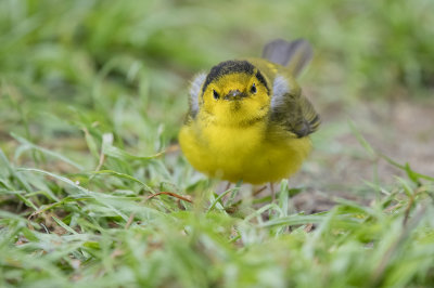 Hooded Warbler