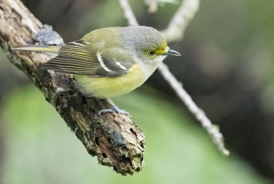 White eyed Vireo