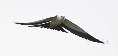 Swallow-tailed Kite