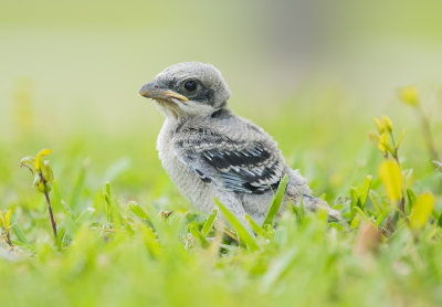 Loggerhead Shrike fell out of nest sm.jpg