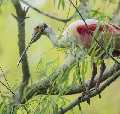 Roseate Spoonbill