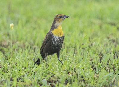 Yellow-headed Blackbird