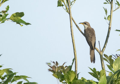 Yellow-billed cuckoo