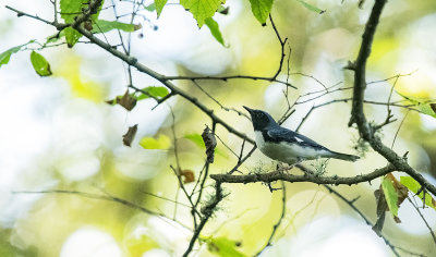 Black-throated blue warbler