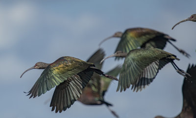 White-faced Ibis