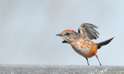 Vermilion flycatcher