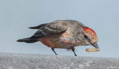 Vermilion flycatcher