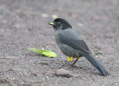 Yellow-thighed Finch 