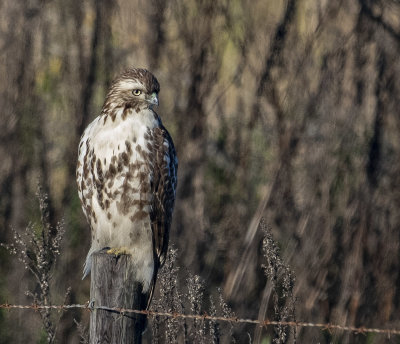 Red-tailed Hawk