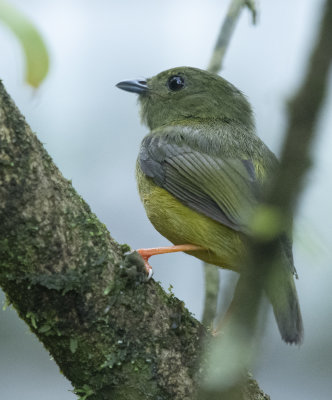 White-collared Manakin Manacus candei