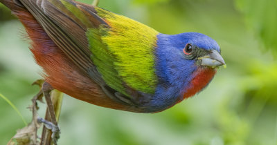 Painted Bunting