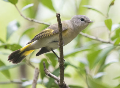 American Redstart