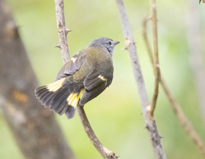 American Redstart