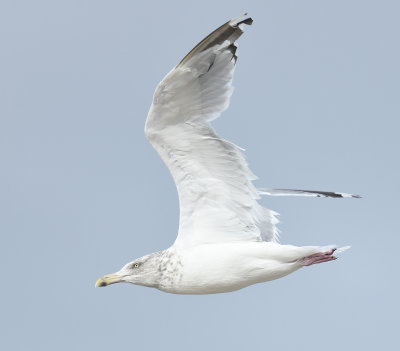 Herring Gull 