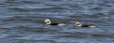 Long-tailed Duck