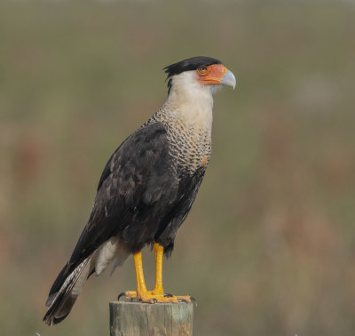 Crested Caracara 