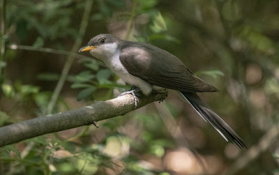 Yellow-billed Cuckoo