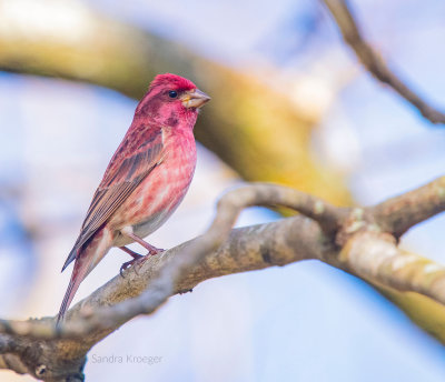 Purple Finch 