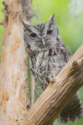 Eastern Screech Owl.