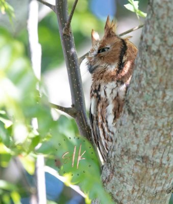 Eastern Screech Owl (Red Morph)