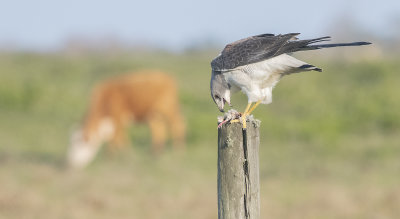 White tailed Hawk