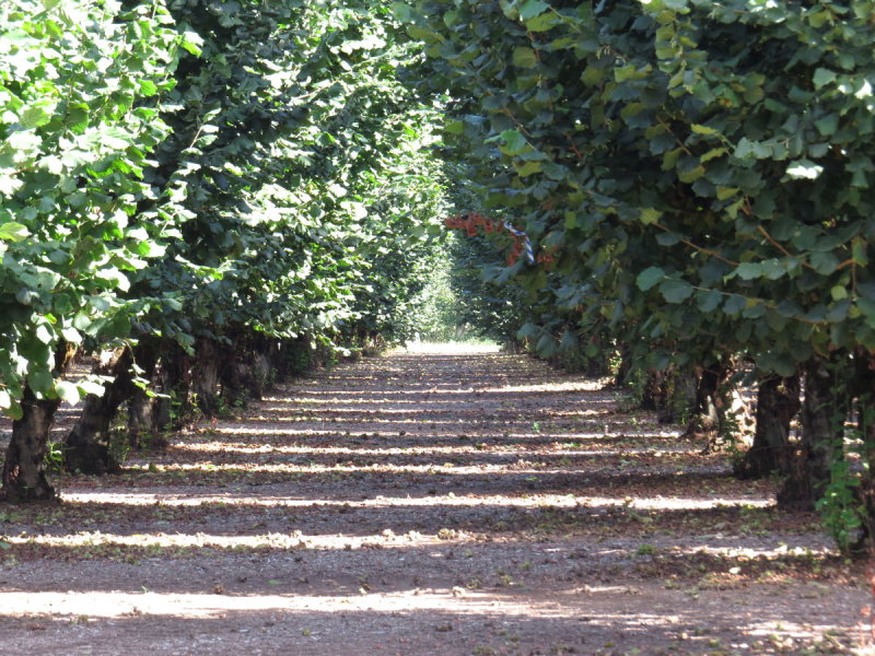 Filbert orchard