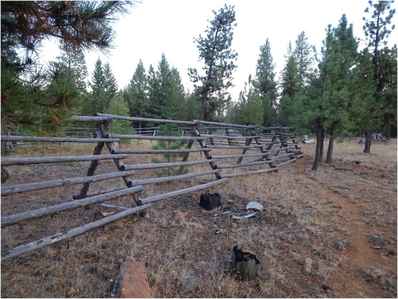 Aspen fences to keep deer from eating the shoots