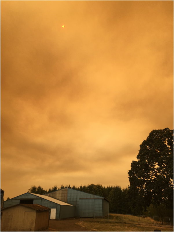 OrangeDays-17.jpg