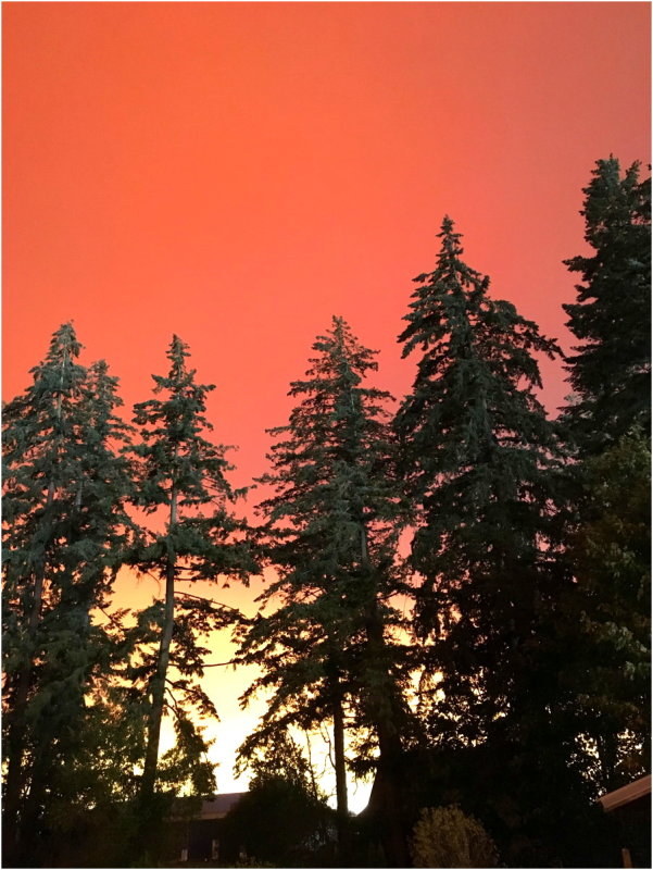 OrangeDays-31.jpg