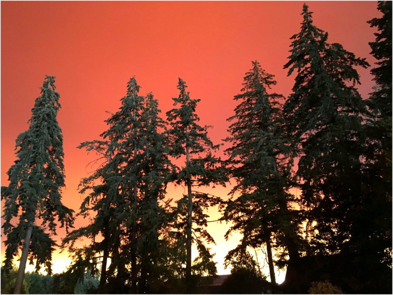 OrangeDays-32.jpg