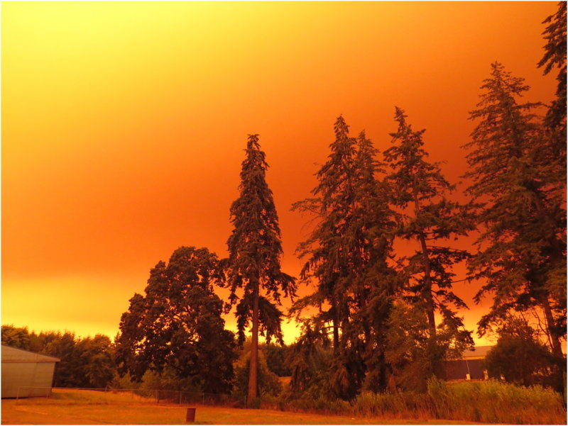 OrangeDays-45.jpg