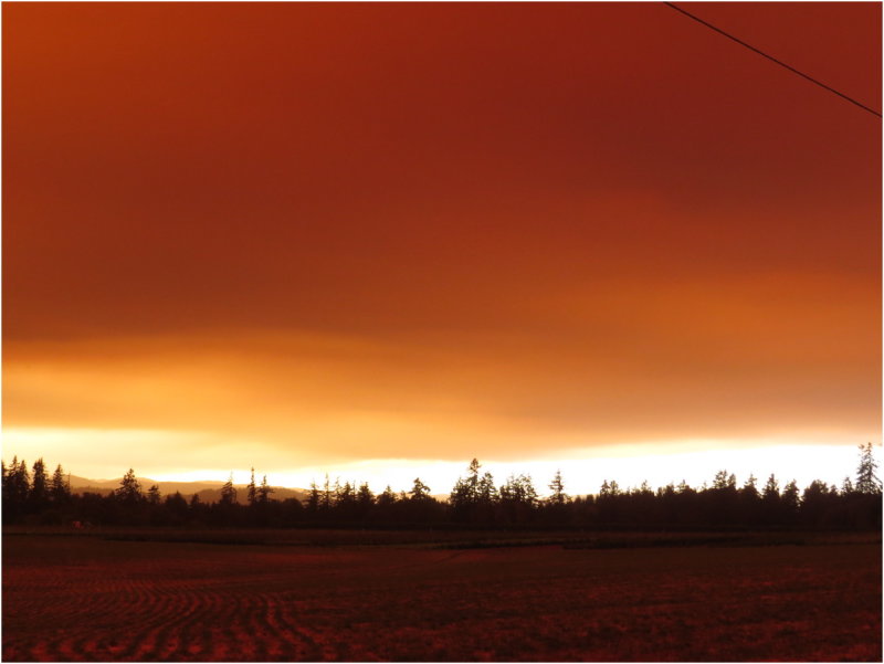 OrangeDays-77.jpg